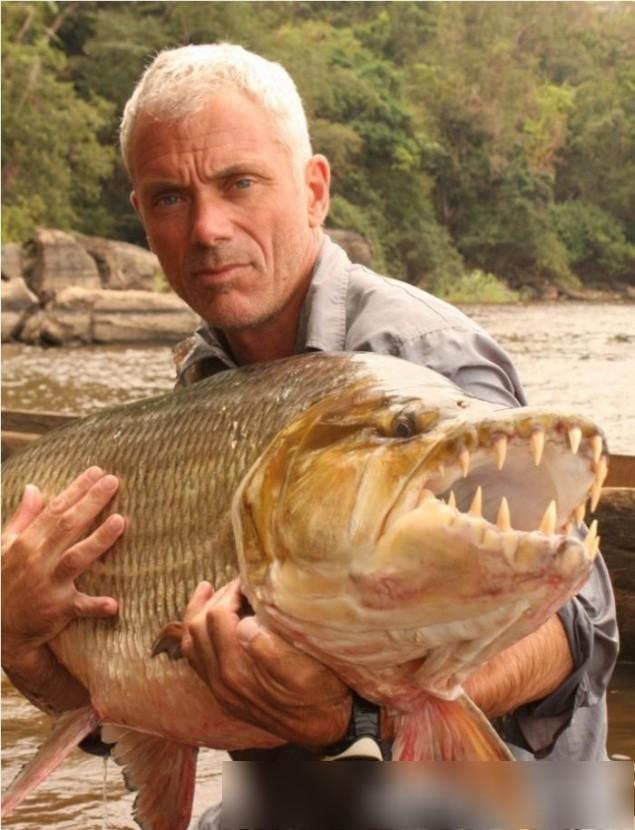 来自非洲水域的巨型鱼类,它们竟以鳄鱼为食,让我们不可思议