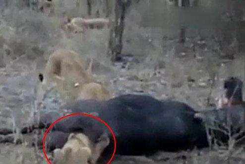 活久见:幼狮贪吃把头塞进野牛肛门里竟然被活活憋死