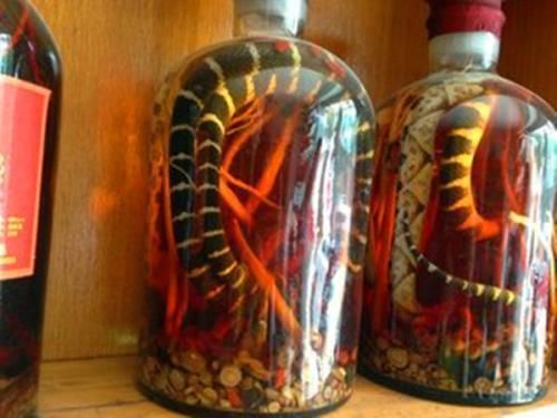 毒蛇泡酒,为什么酒没有毒呢?原因其实很重要!