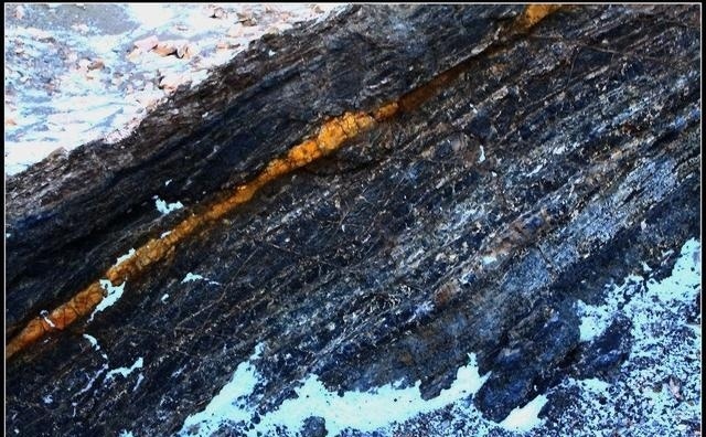 野生群蛇集体自杀,原因跟人类无关?