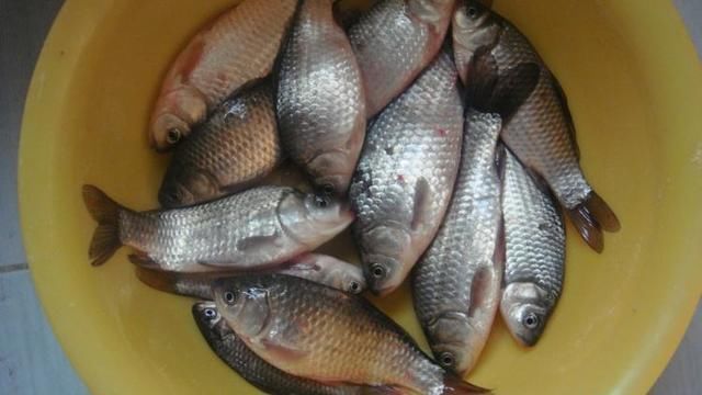 钓鱼:野钓鲫鱼最佳调漂方式