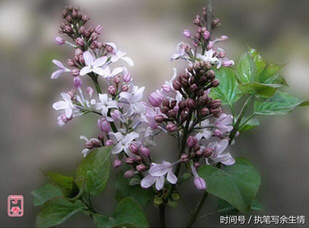 药谷丁香茶有个别名百结茶,你知道为什么吗?