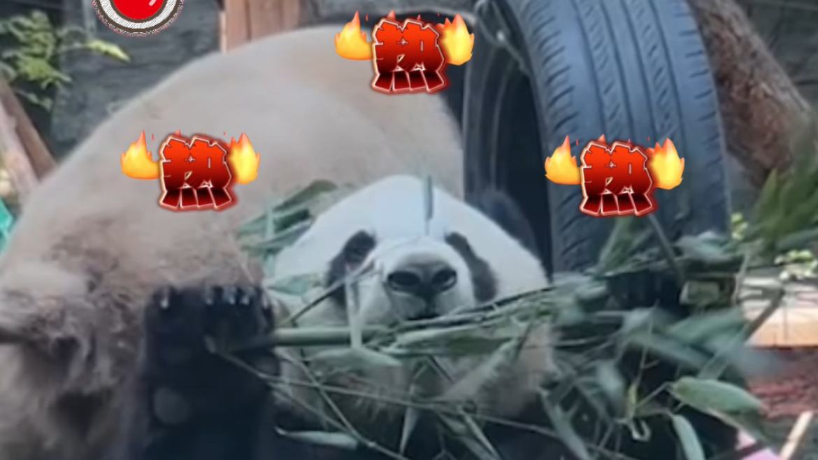 北京大熊猫现状be like!萌宝被北京40度高温热瘫了 北京大熊猫现状be like!萌宝被北京40度高温热瘫了
