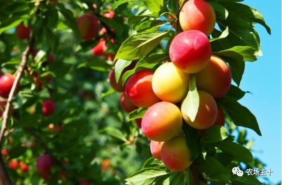 最新出炉:2018年水果种植补贴政策,快看看你能