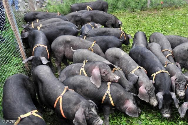 在农村,从事种植养殖什么项目才能年收入20万