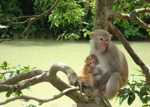 峨眉山猴子太逗见游客拍照竟做出如此可爱动