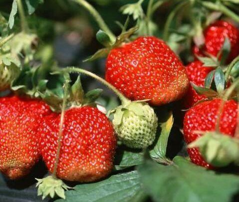 这些在南方的水果,到了北方有多贵?网友:80一