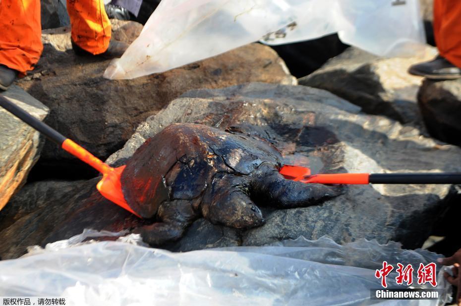 印度撞船事故漏油20吨 大量海龟死亡海岸被染黑