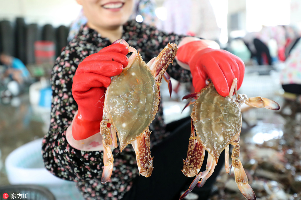 2018年8月7日,渔民在江苏省连云港市赣榆海头港海产品交易市场分拣梭子蟹,准备装车外运。
近日,江苏省连云港市秋捕梭子蟹喜获丰收,梭子蟹日到港量40多万公斤,当地渔民加紧捕捞和分拣,及时装车外运,满足市场需求。 
自8月1日12时起,黄海和东海海域桁杆拖虾、笼壶类、刺网和灯光围(敷)网作业渔船结束为期3个月的伏季休渔,开始海上捕捞作业。