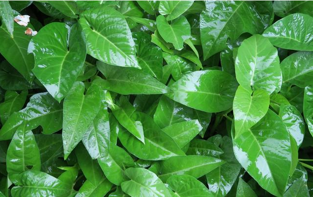 高温干旱的夏季适合种什么蔬菜?五种耐热蔬菜