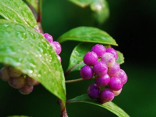 2,紫珠叶能杀菌消炎 紫珠叶还能杀菌消炎,它能用于女性阴道炎和宫颈炎
