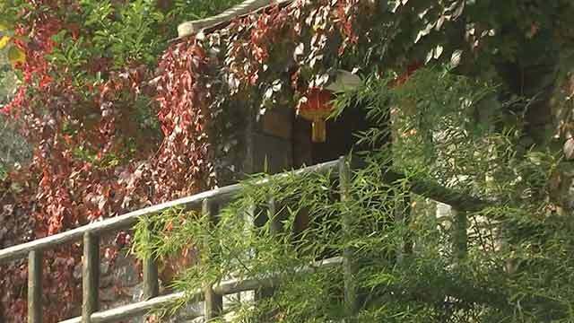 《首都晚间报道》20191023坡峰岭红叶进入最佳观赏期