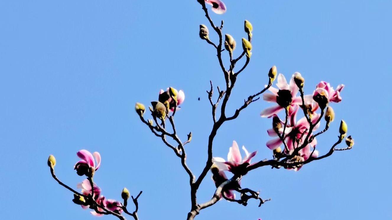 世界唯一古旱莲盛开，快来看长啥样？