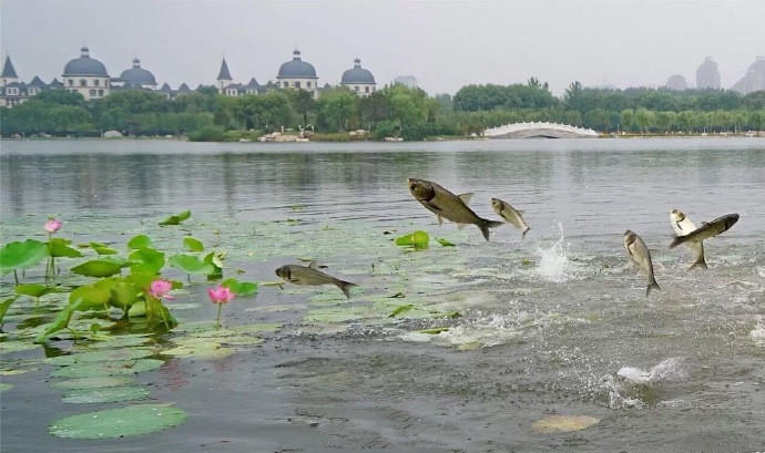 在经过了一天一夜的大雨后，唐山南湖水位暴涨。天降甘露鱼儿欢，21日清晨，南湖湖面发生了一幕罕见的景象：湖中大批花鱼儿跃出水面，上演了一场现实版的鱼儿跳龙门，此起彼伏大约持续了半分钟，百余条大鱼参与其中，颇为壮观。