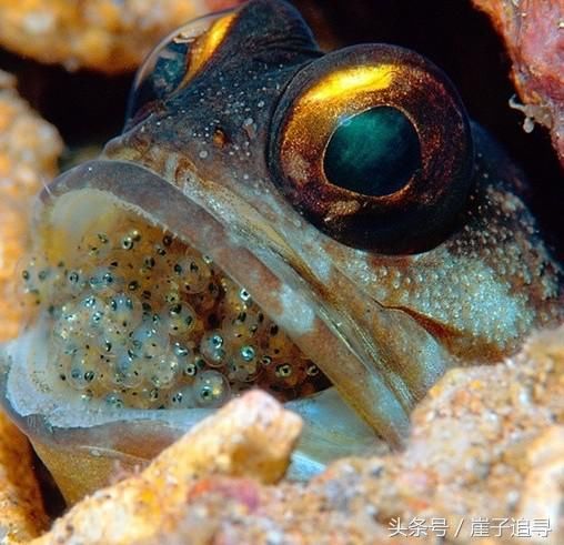 深海1万米巨型生物