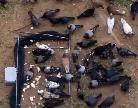 男子野外自制捕鸽子神器, 一天可捕上千只, 收获
