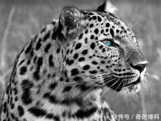 非洲网红平头哥无人不服,唯一平头哥的克星是