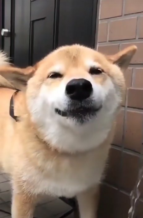 正喝水的柴犬看见宠主后,开心的笑了起来,幸福