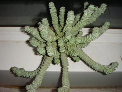 多肉植物极易爆盆的钱串叶子焉了的原因及处理