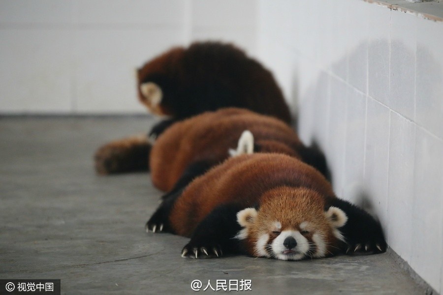 图为小熊猫集体上演“熊猫瘫”。