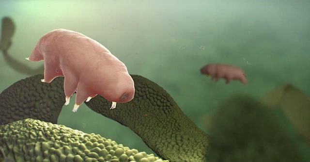 科学家说:外星虫可能已经被送到地球