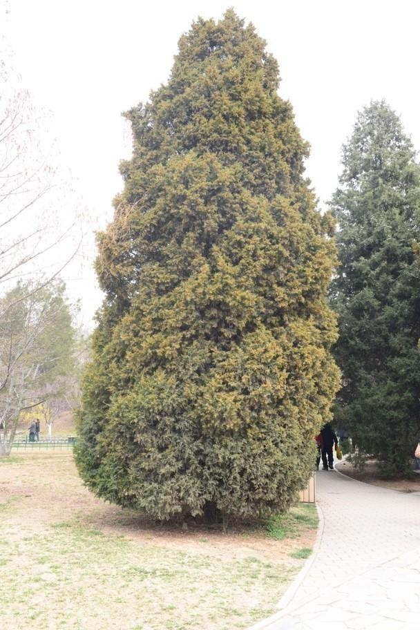 圆柏花粉过敏正成为北京春季过敏最大"元凶"