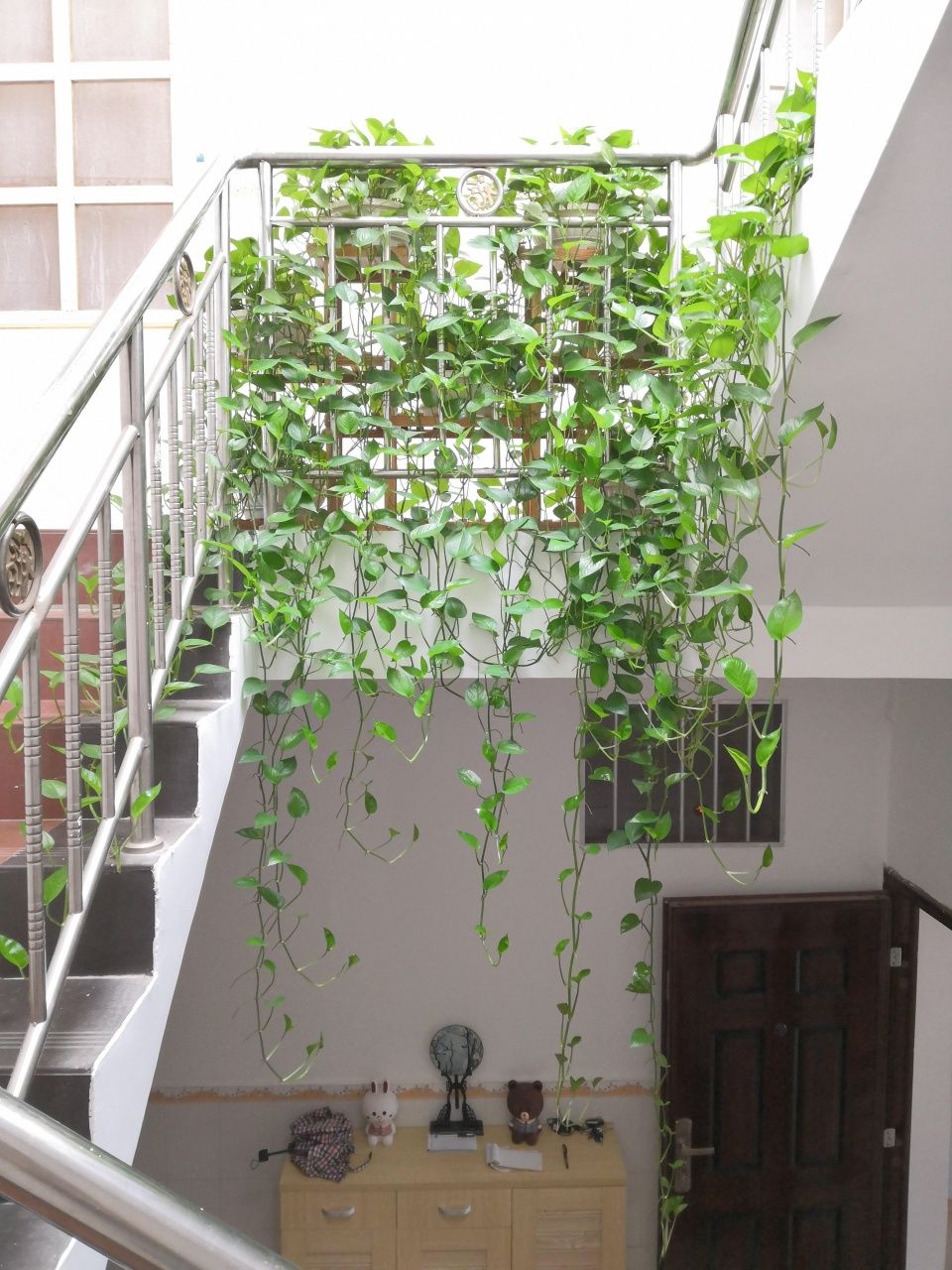 养绿萝,最爱喝这4种水,半年疯长成"电视墙",叶片绿得出油