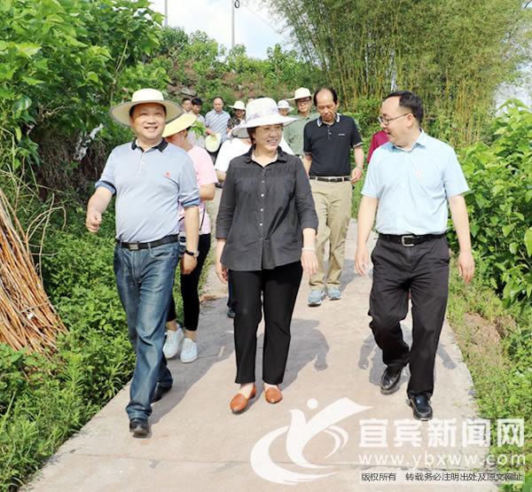 市政协主席吕晓莉到高县调研蚕桑产业带动群众