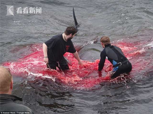 每年夏天，数以百计的巨头鲸和喙鲸在丹麦的法罗群岛被猎杀。这项活动被人们称为“驾驶鲸鱼”，它源于16世纪中下旬。因为法罗群岛土地贫瘠，当地居民大都靠捕鱼为生。他们将鲸鱼荚放入浅水中引诱鲸鱼上岸，随后，拿刀划开鲸鱼的皮肤，再将垂死的鲸鱼拖回岸上。人们将鲸鱼肉腌制或者将其切成块生吃。除了成年人外，还有年仅5岁不谙世事的孩子也会站在岸上观看整个过程。