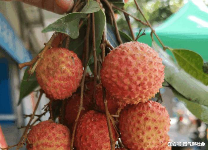 荔枝5毛一斤没人要 果农一气之下疯狂踩烂