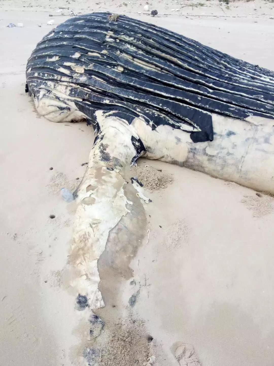 鲸鱼死了几天,却无人来处理.