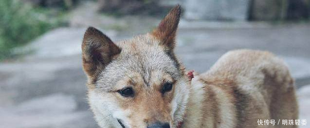 狗也是感情丰富的动物,你知道狗狗会哭吗狗狗