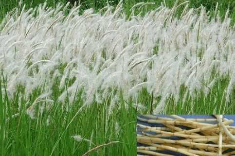 农村有些野菜吃起来清凉爽口,可治热病烦渴,肺