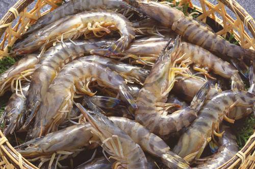 被海鲜刺伤为何会导致死亡,食用海鲜过敏如何