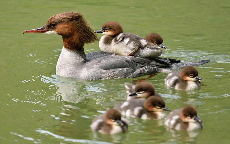 梅赫迪表示,鸭宝宝们十分可爱,这幅其乐融融的景象让人感觉十分惬意.