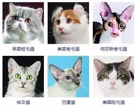 猫咪品种大全及图片 猫有什么品种?最全的猫咪品种图片_北京时间