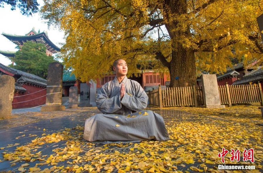 已入深秋，河南登封少林寺内的几棵千年银杏古树叶子已经全部金黄，进入一年中最美的时节。秋风中，随风飞舞的扇形银杏叶如金色蝴蝶，零落飘散在少林寺内的甬道和莲阶之上，与素衣僧人、古朴的寺庙建筑相得益彰，令禅宗祖庭少林寺禅意愈浓，甚是唯美。