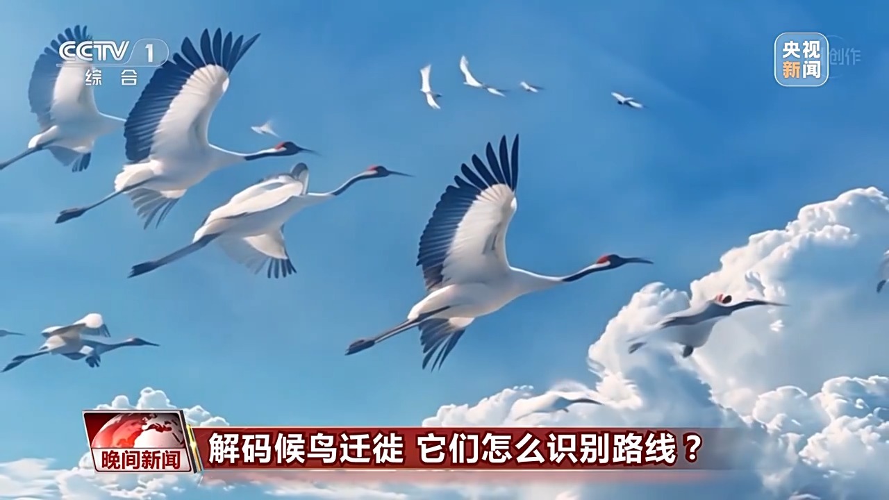 候鸟是如何识别迁徙路线的?原来这是它们导航的“核心技术”→_北京时间