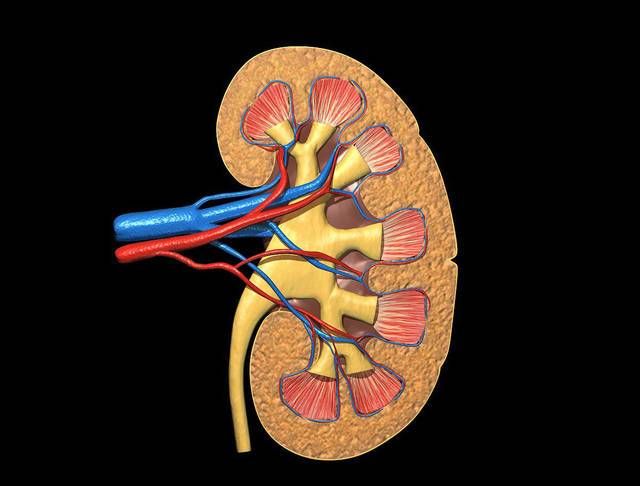 尿毒症的四种信号一定要小心,常吃三种食物的