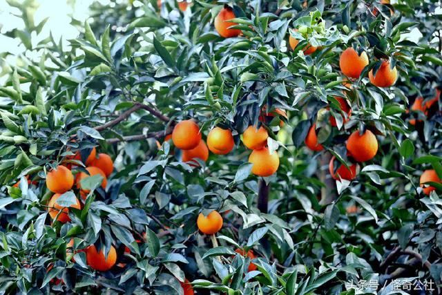 湖北秭归:家庭农场种脐橙年收入百万 观光采摘