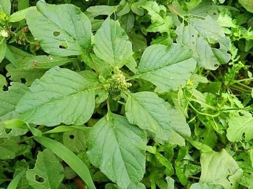 农村路边常见的野草,被农民称为长寿菜,你知道是什么野菜吗?-北京时间