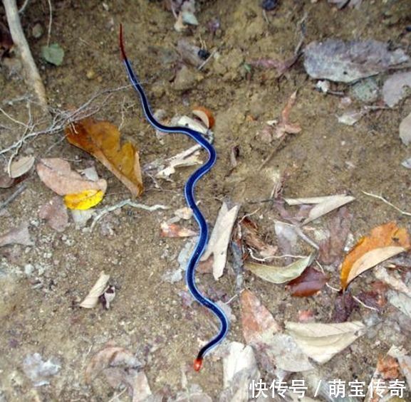 男子路遇蓝色带子,走近一看,想跑已经来不及了!