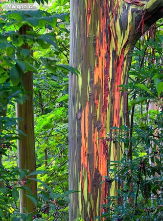 千姿百态的挺拔：全球十大罕见大树你知道几个？