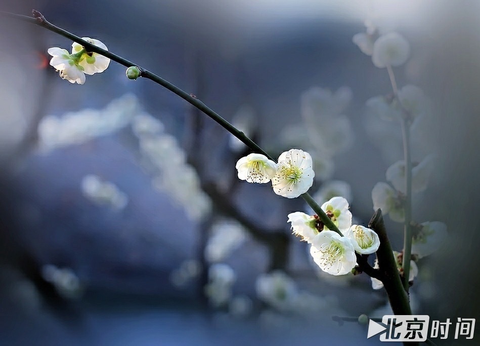 春日“大片”来自北京时间网友 @151****9710