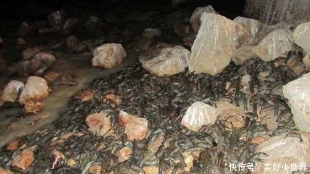 小龙虾成灾,挤满日本下水道,网友:中国人一个星