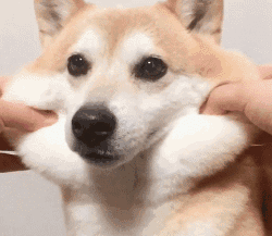 唐嫣罗晋退出央视春晚却在北京春晚撒狗粮?