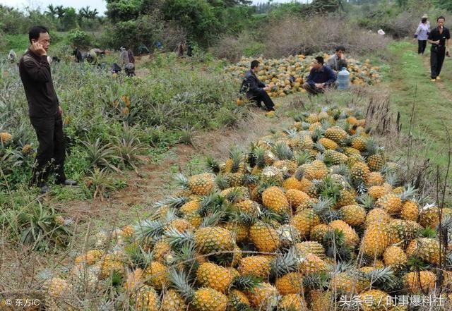 广东徐闻的菠萝为何在2018年滞销得如此严重