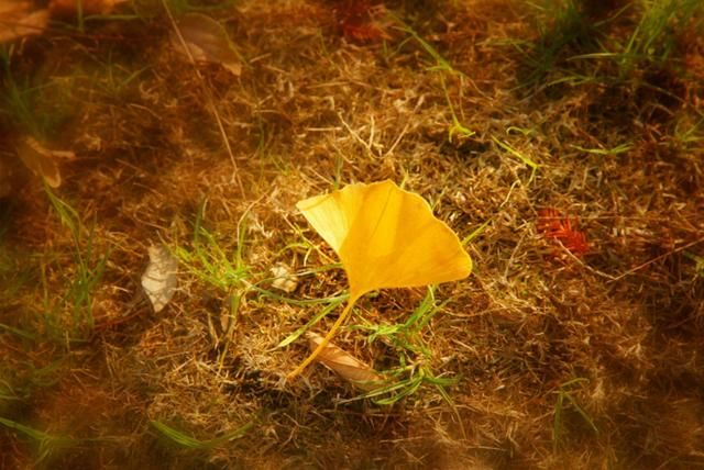 人生三大境界《人间词话》20句经典语录,看懂
