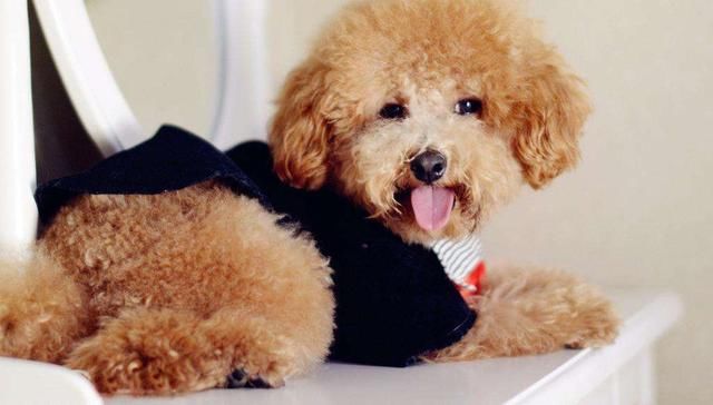 狗狗可以吃苹果吗?狗狗吃什么水果好?