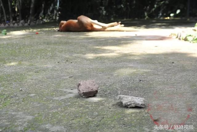 福州动物园游客扔石头砸袋鼠致一死一伤!只为